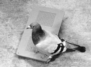 Орнитология