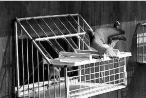 Наблюдение за перемещением птиц